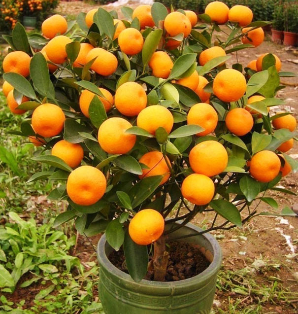 tangerineplant